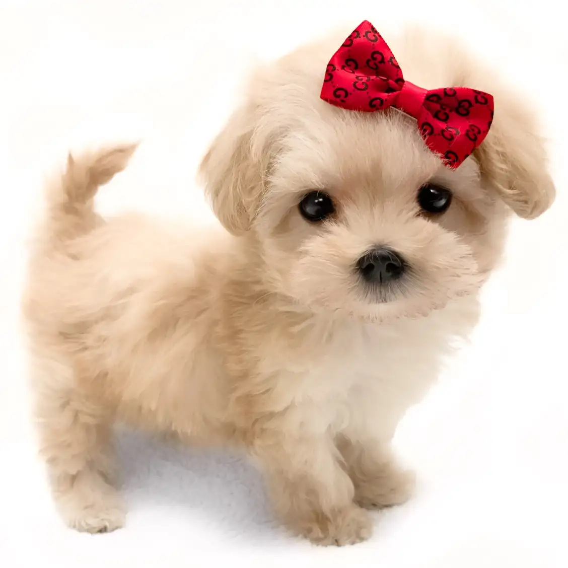 MIX(マルチーズ×トイプードル)