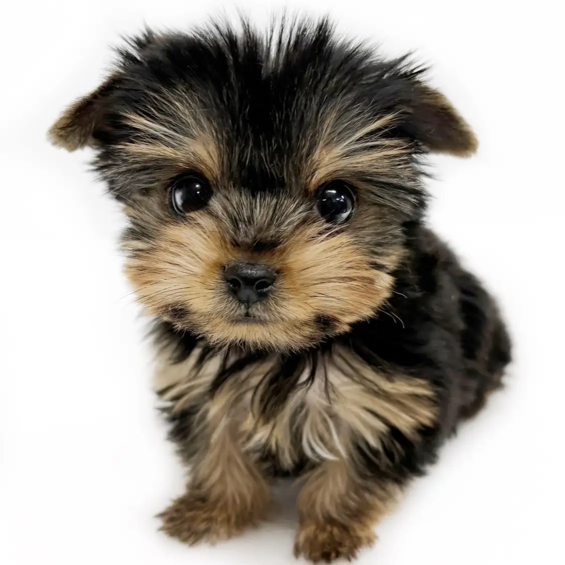 ヨークシャーテリア