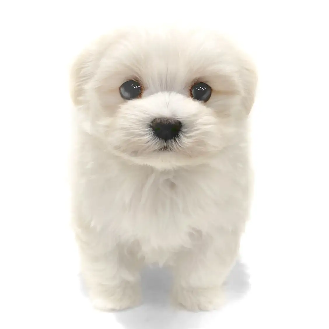 MIX(マルチーズ×トイプードル)