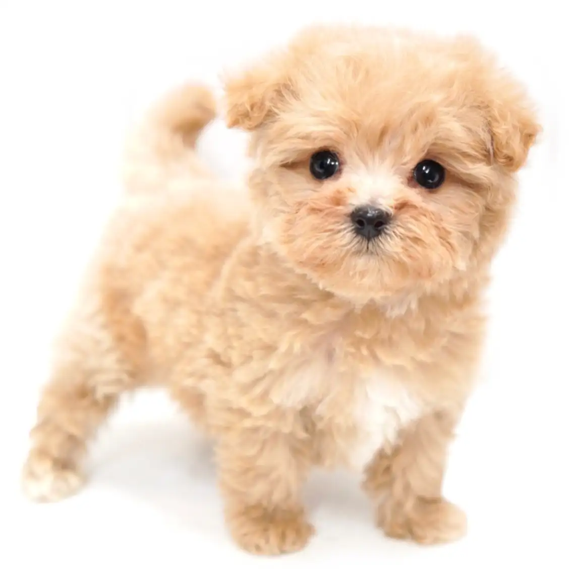 MIX(マルチーズ×トイプードル)