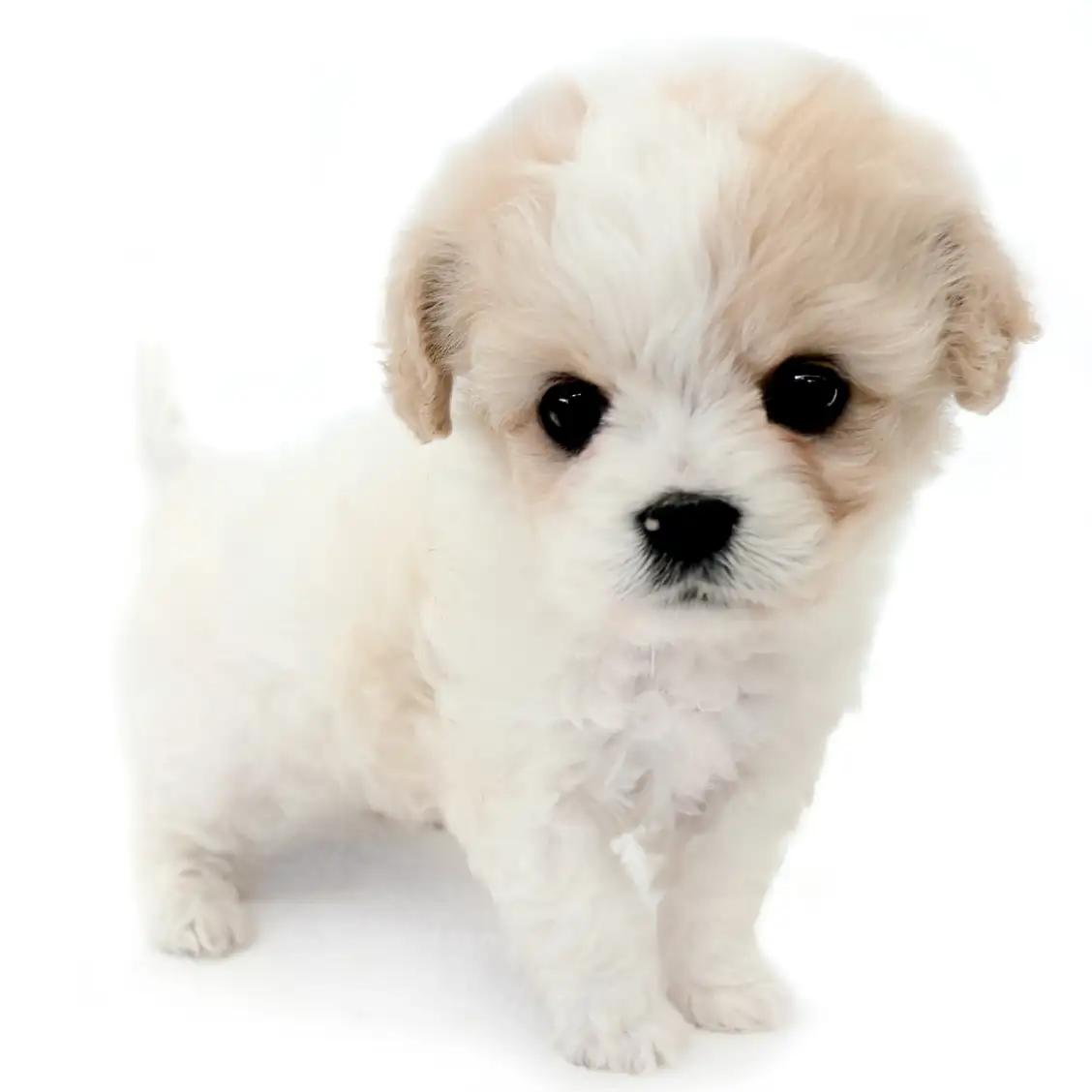 MIX【ビション×(ビション×キャバリア)】