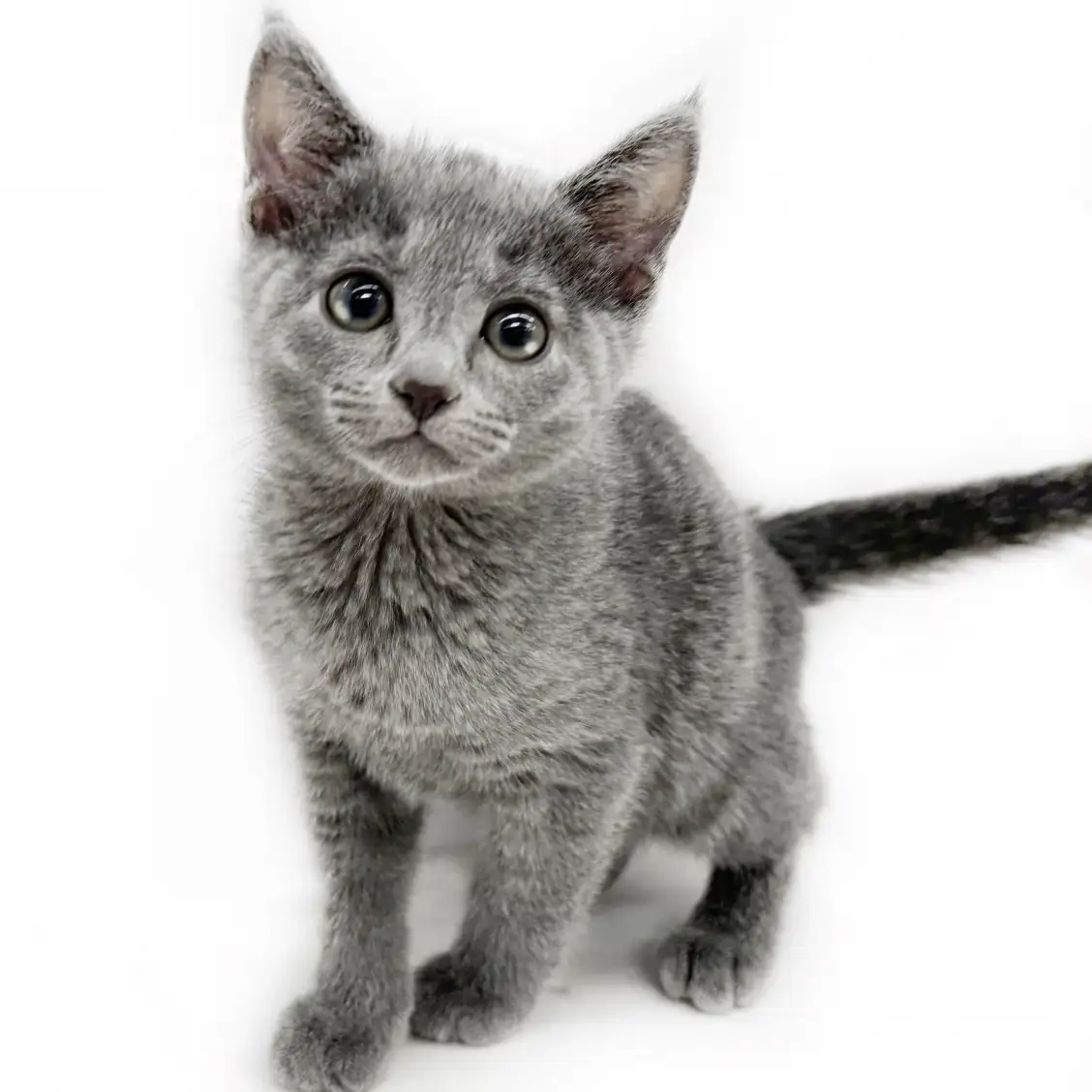 ロシアンブルー