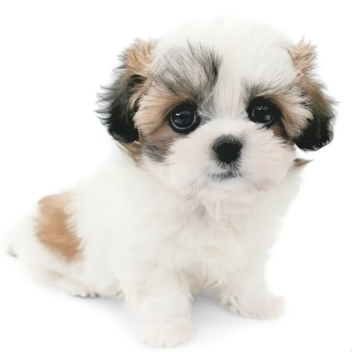 MIX(チワワ×シーズー)