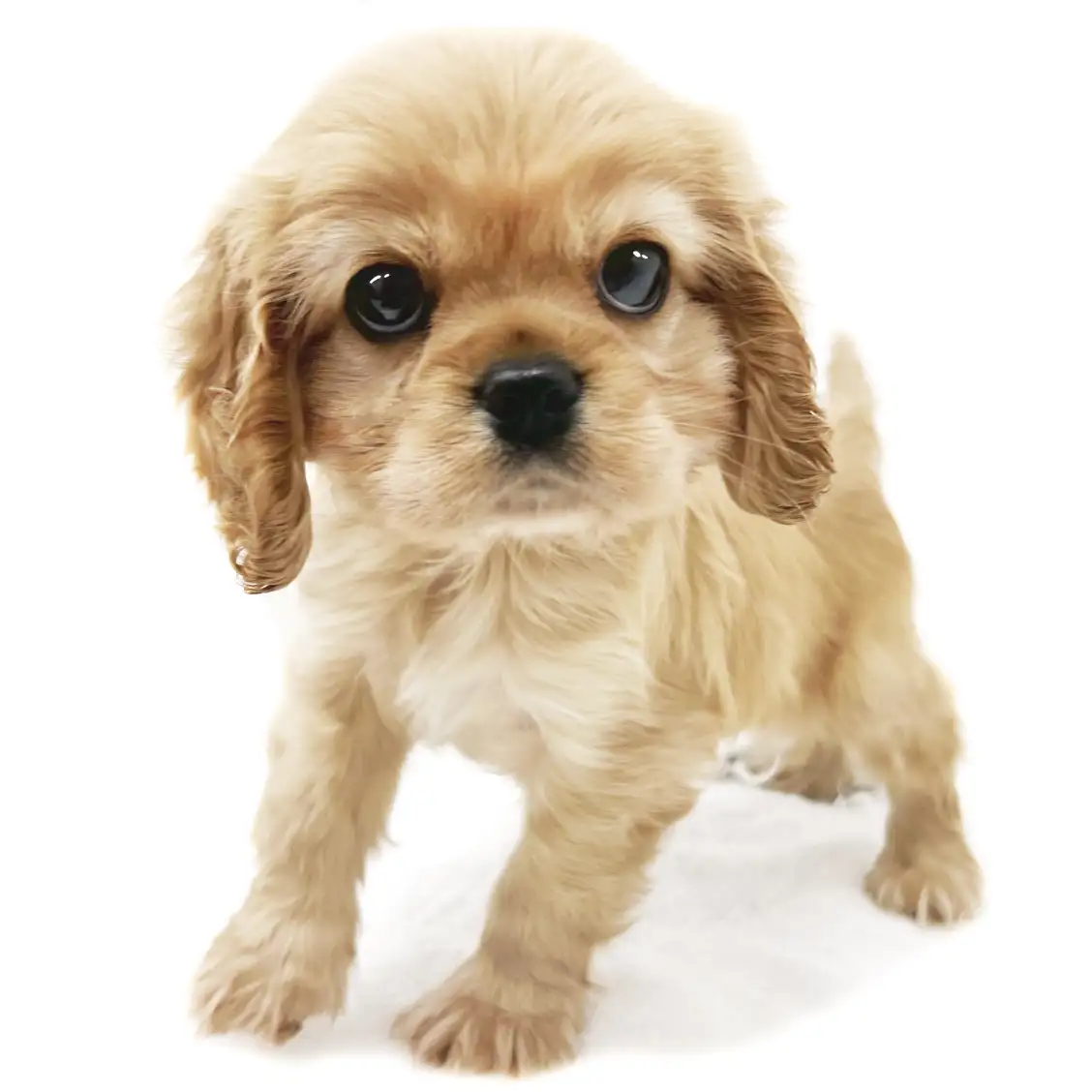 MIX(キャバリアキングチャールズスパニエル×アメリカンコッカースパニエル)