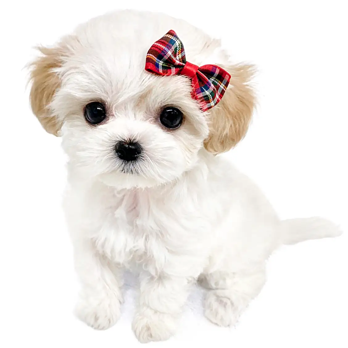 MIX(トイプードル×マルチーズ)