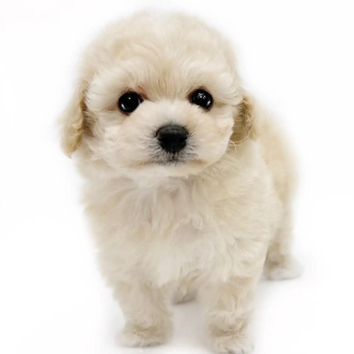 MIX(トイプードル×ビションフリーゼ)