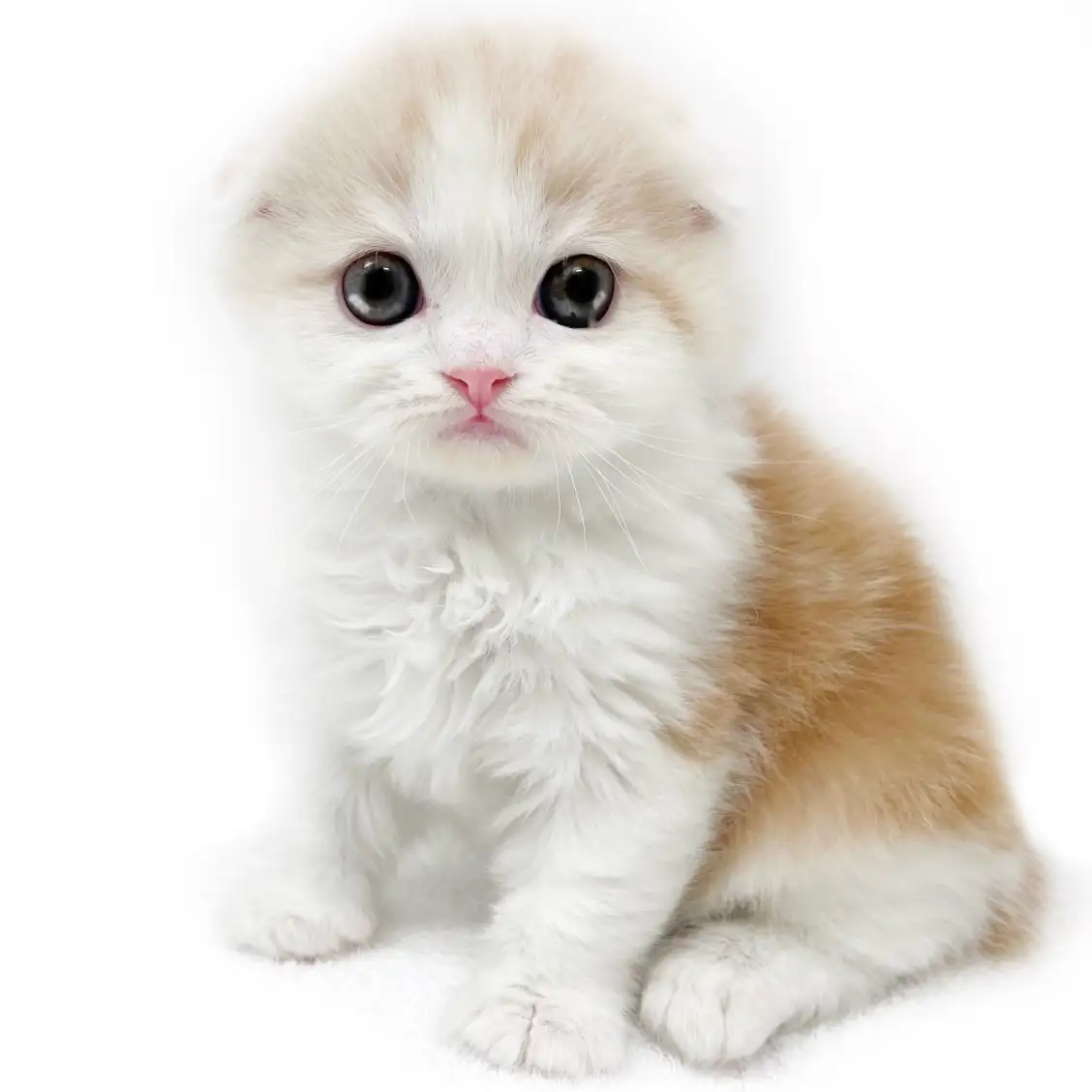 スコティッシュフォールド