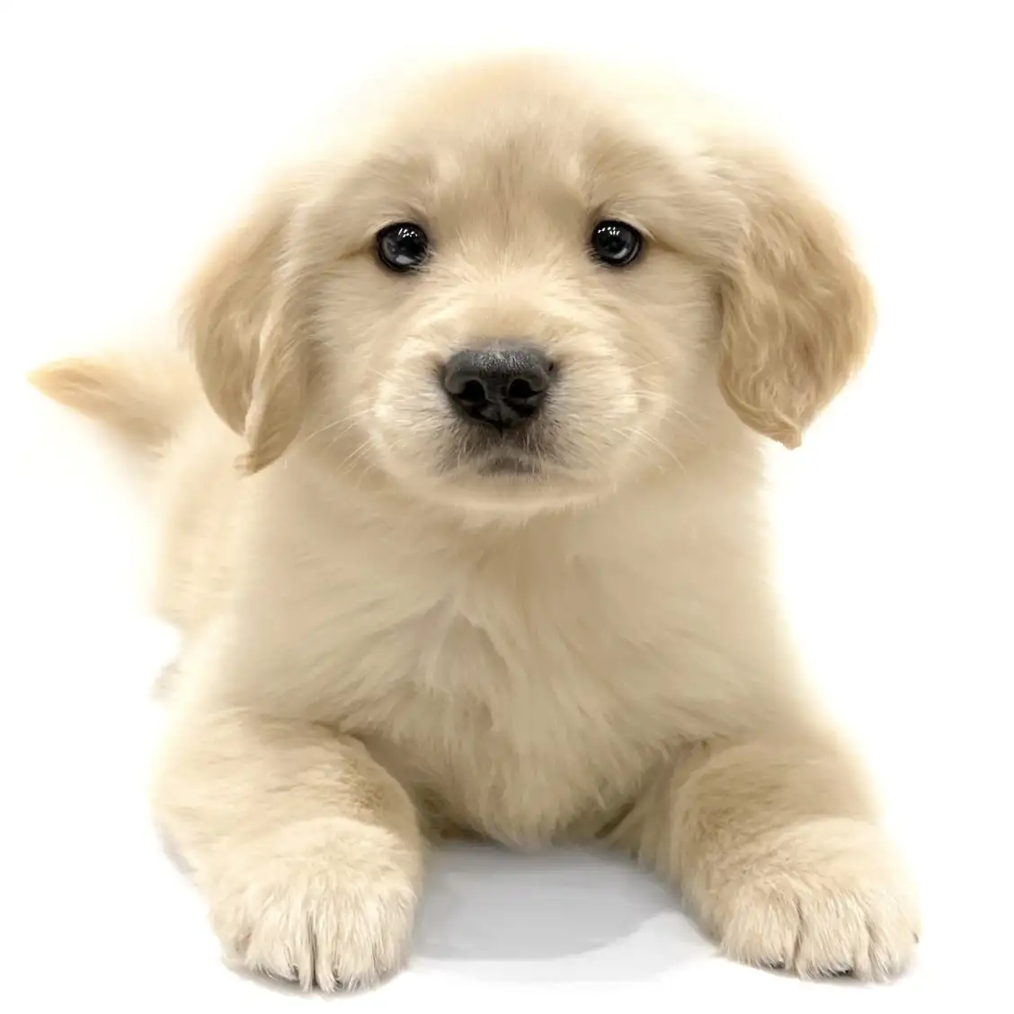 ゴールデンレトリバー