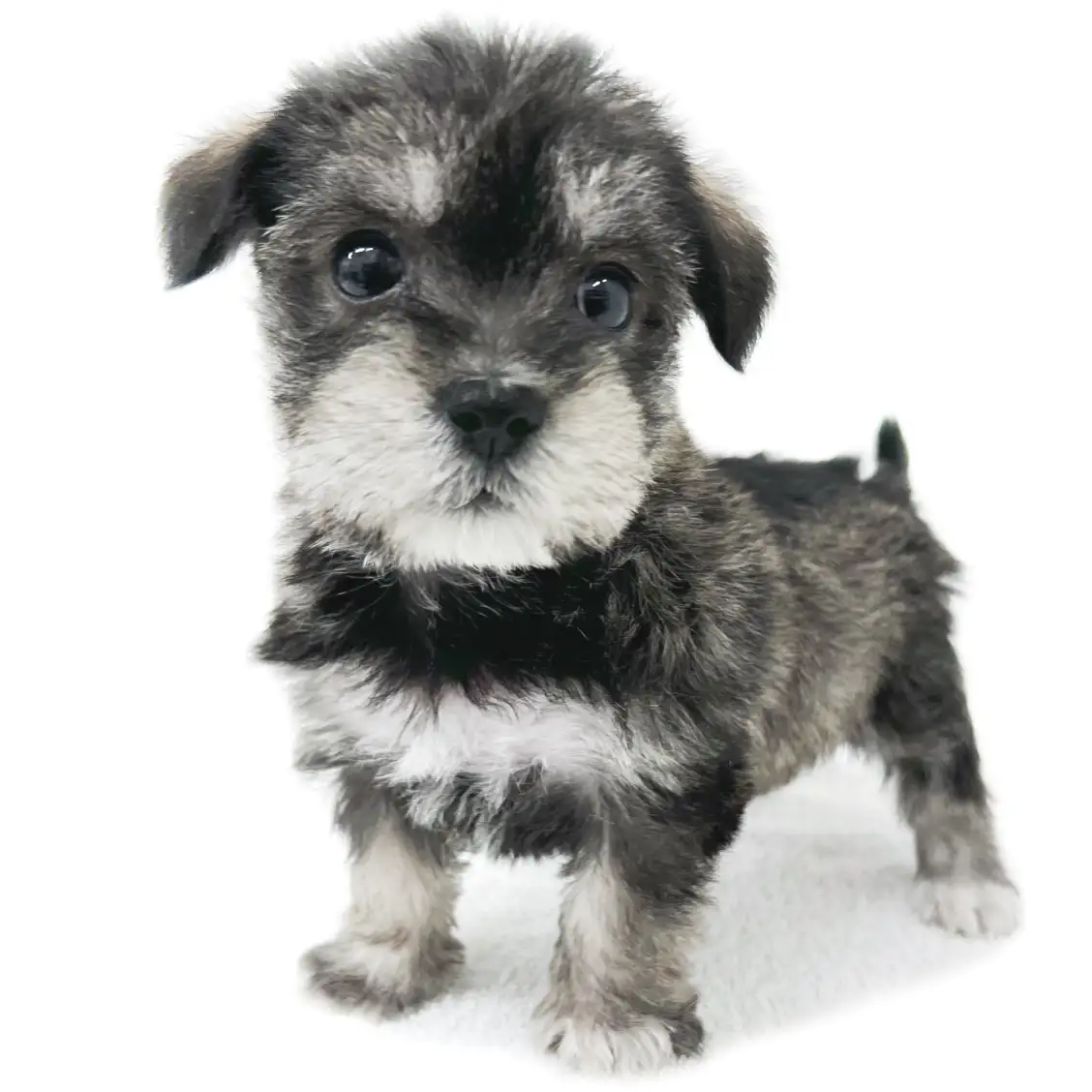 MIX(マルチーズ×ミニチュアシュナウザー)