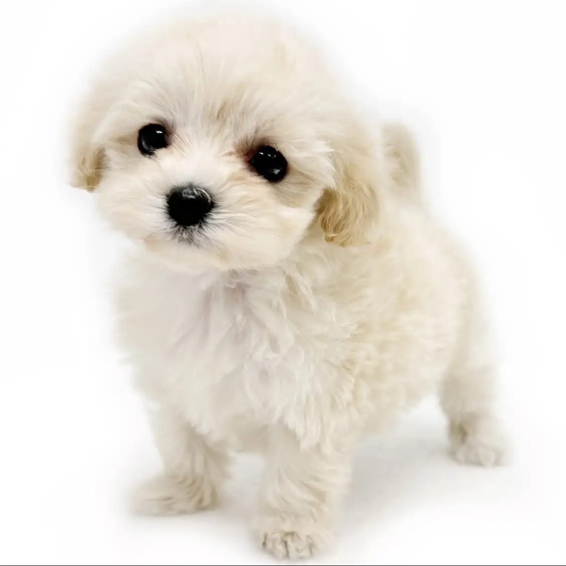 MIX(マルチーズ×トイプードル)