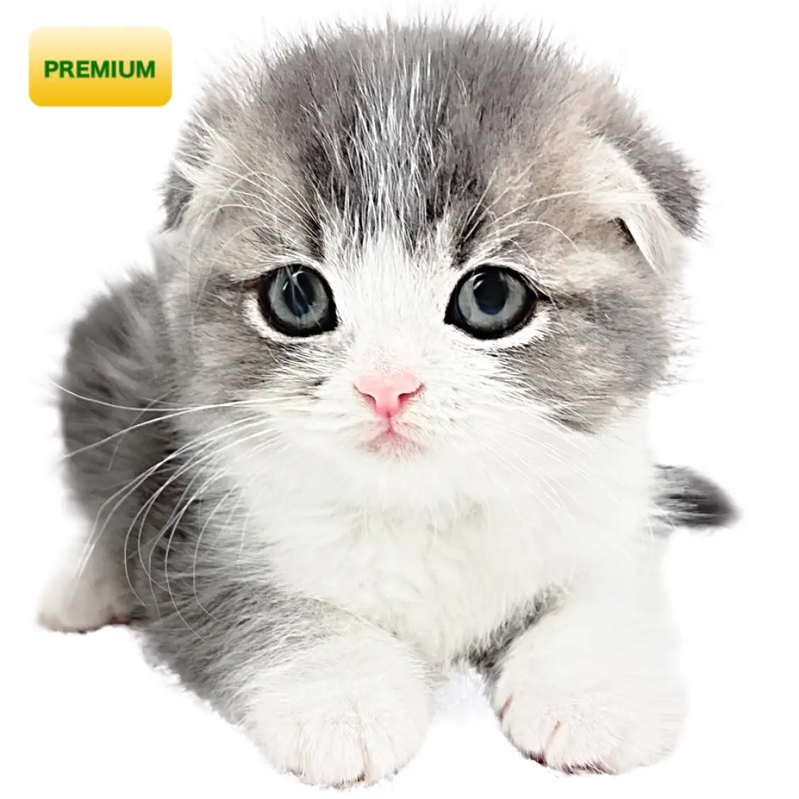 スコティッシュフォールド