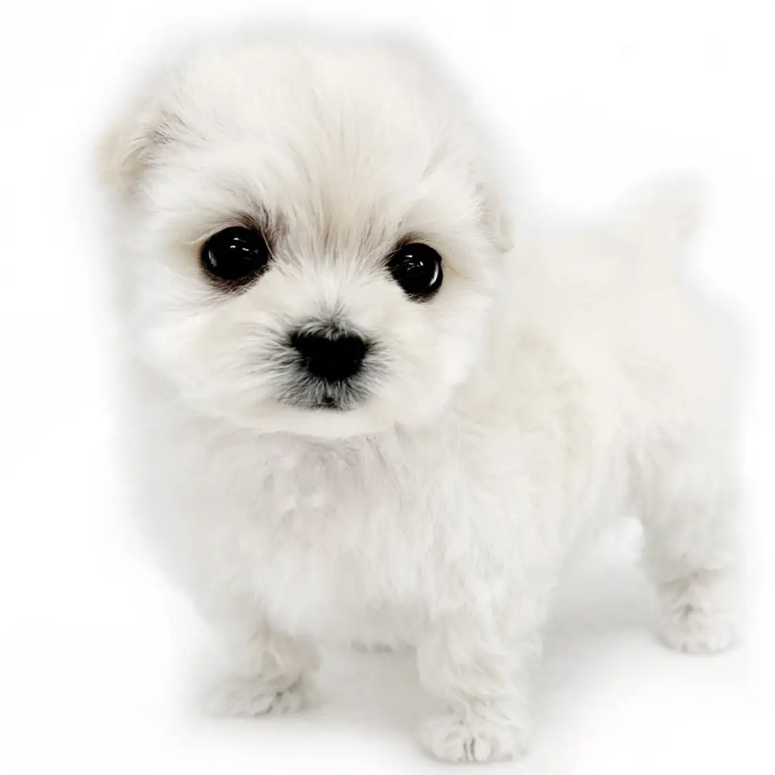 MIX(マルチーズ×トイプードル)