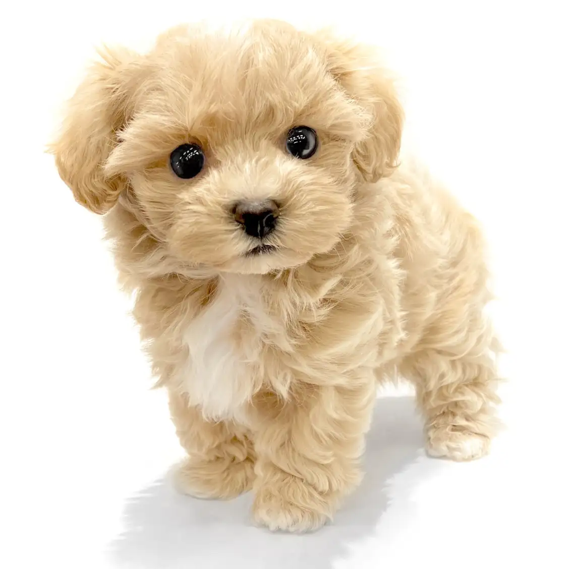 MIX(マルチーズ×トイプードル)