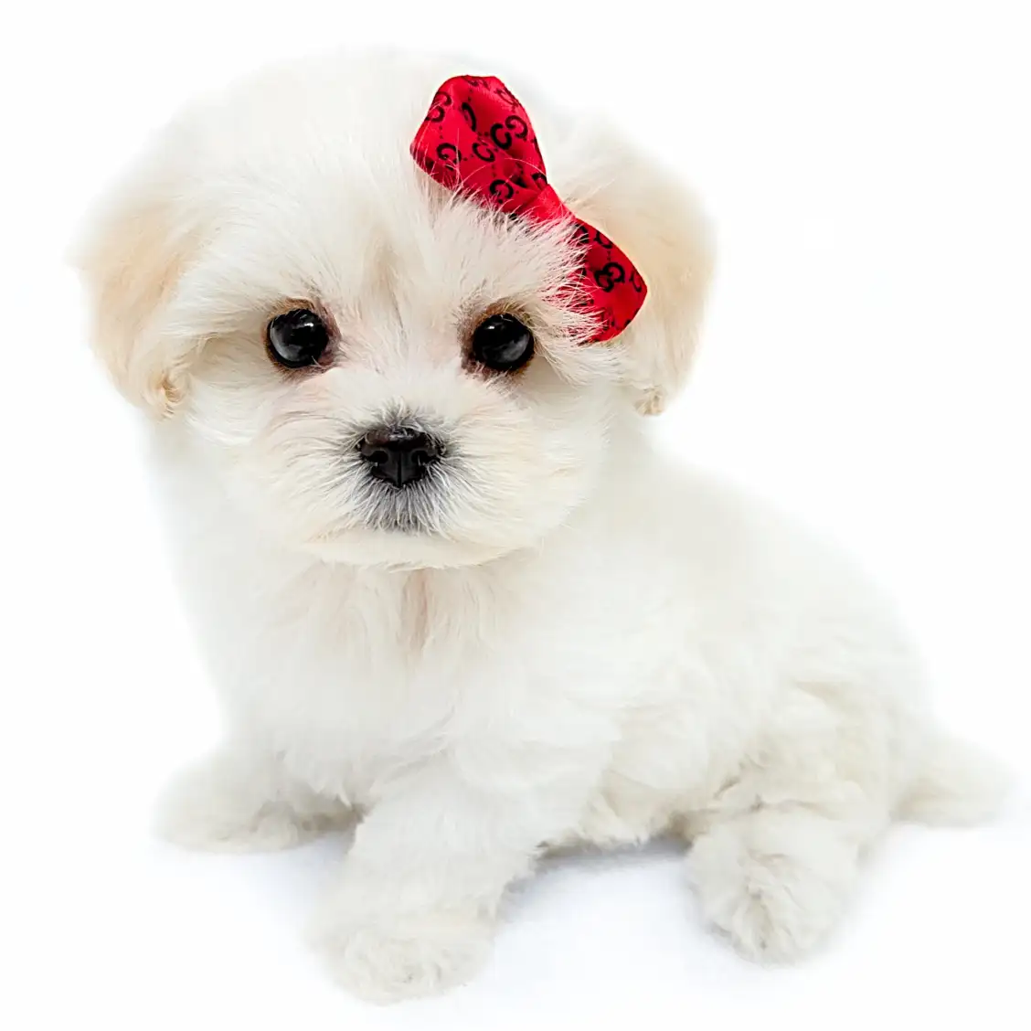 MIX(マルチーズ×トイプードル)