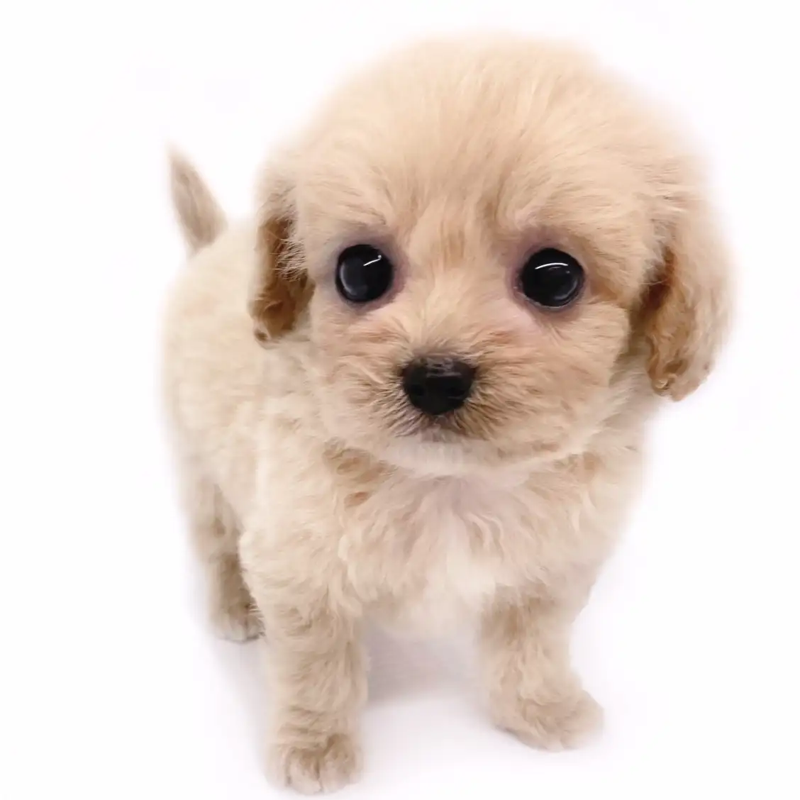 MIX(トイプードル×チワワ)