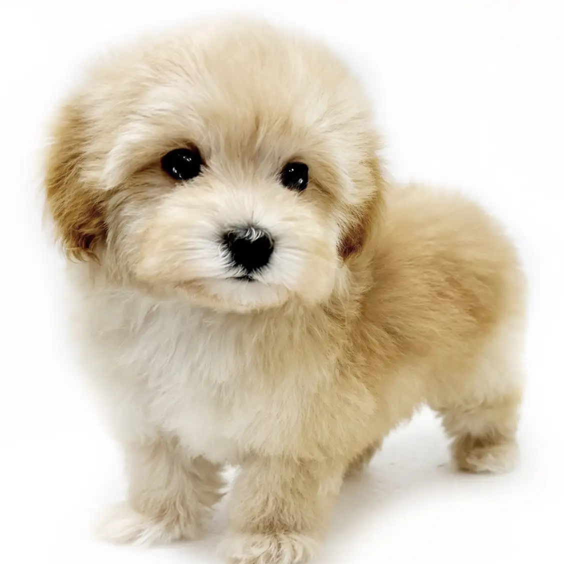 MIX(マルチーズ×トイプードル)