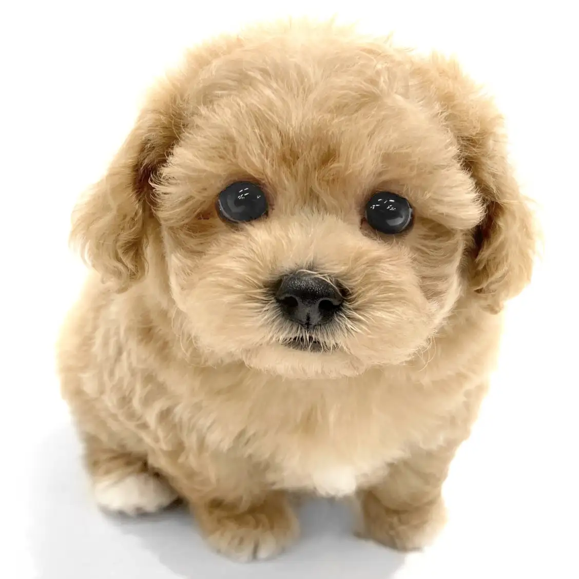 MIX（マルチーズ×トイプードル）