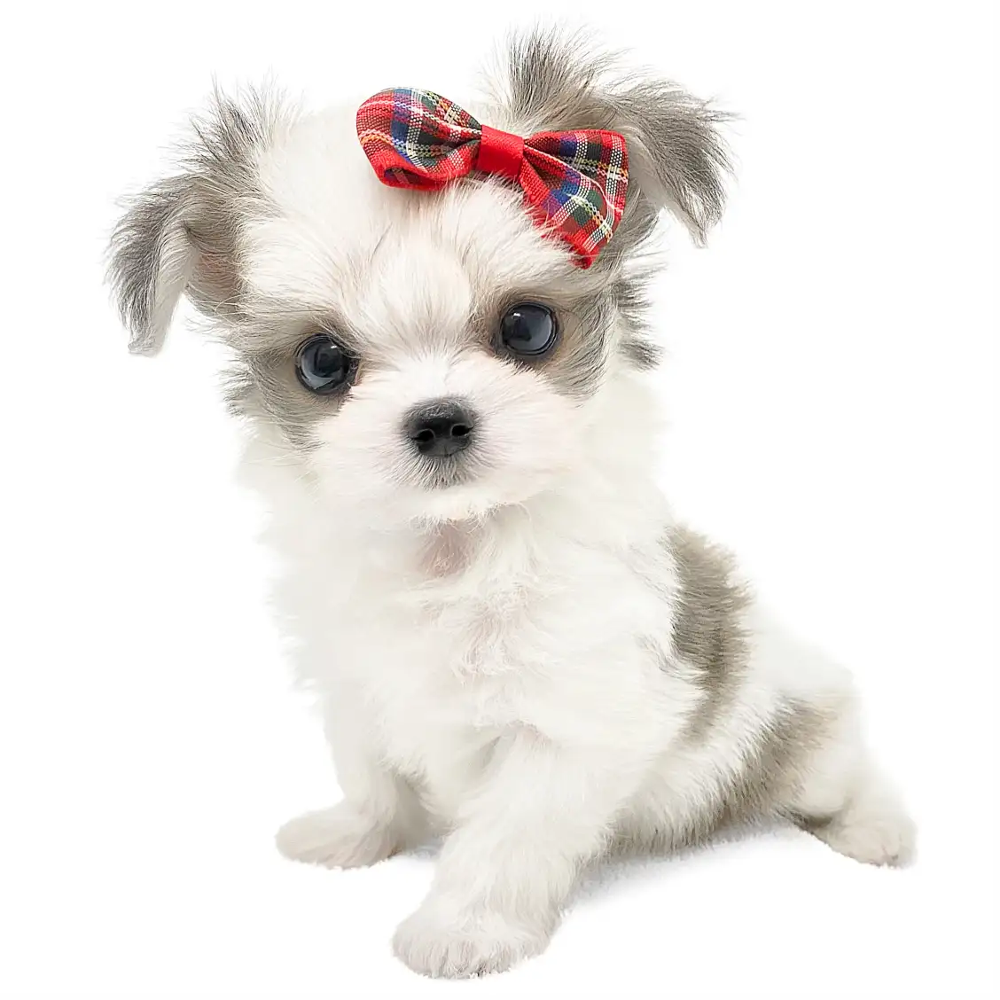 MIX(チワワ×マルチーズ)