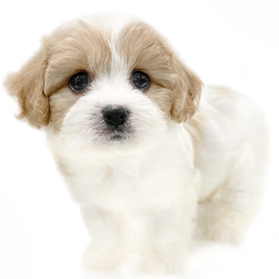 MIX(キャバリアキングチャールズスパニエル×ビションフリーゼ)