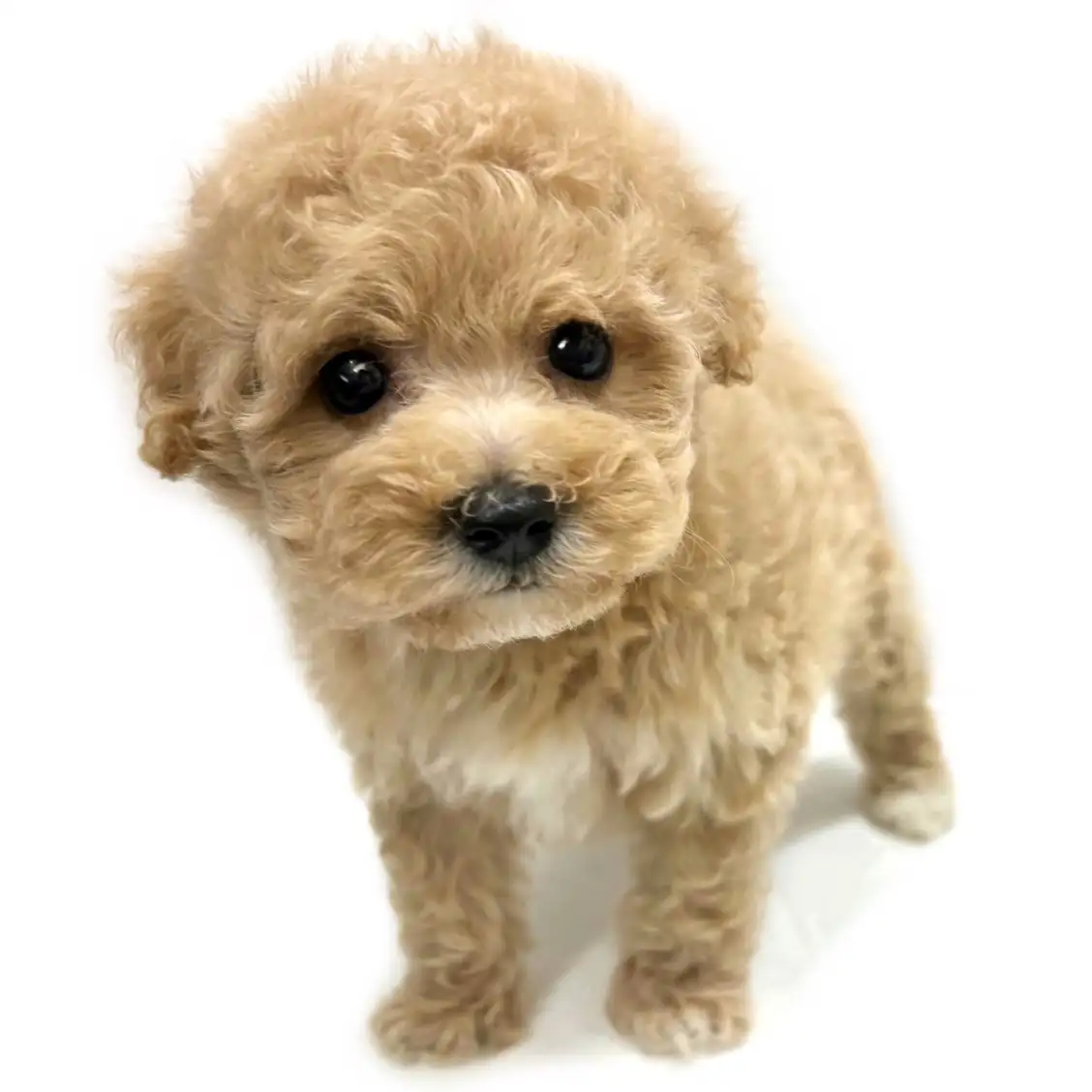 MIX(マルチーズ×トイプードル)