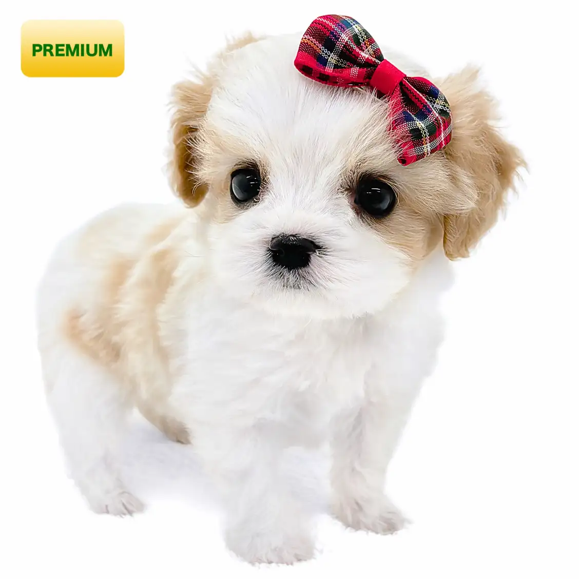 MIX(キャバリアキングチャールズスパニエル×ビションフリーゼ)