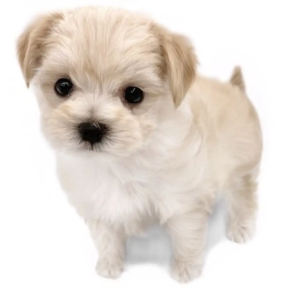 MIX(トイプードル×マルチーズ)