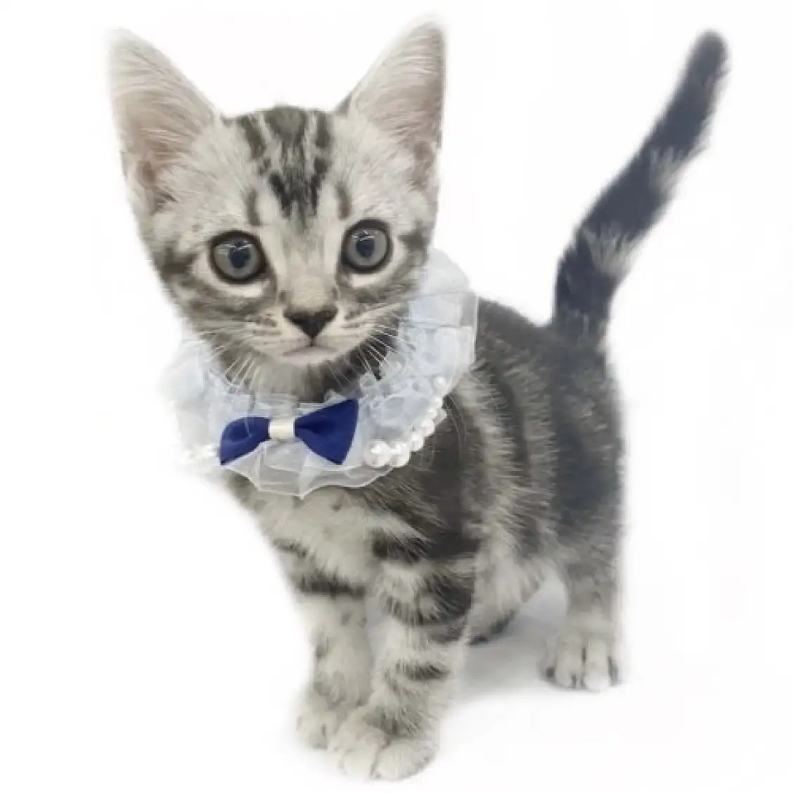 アメリカンショートヘア