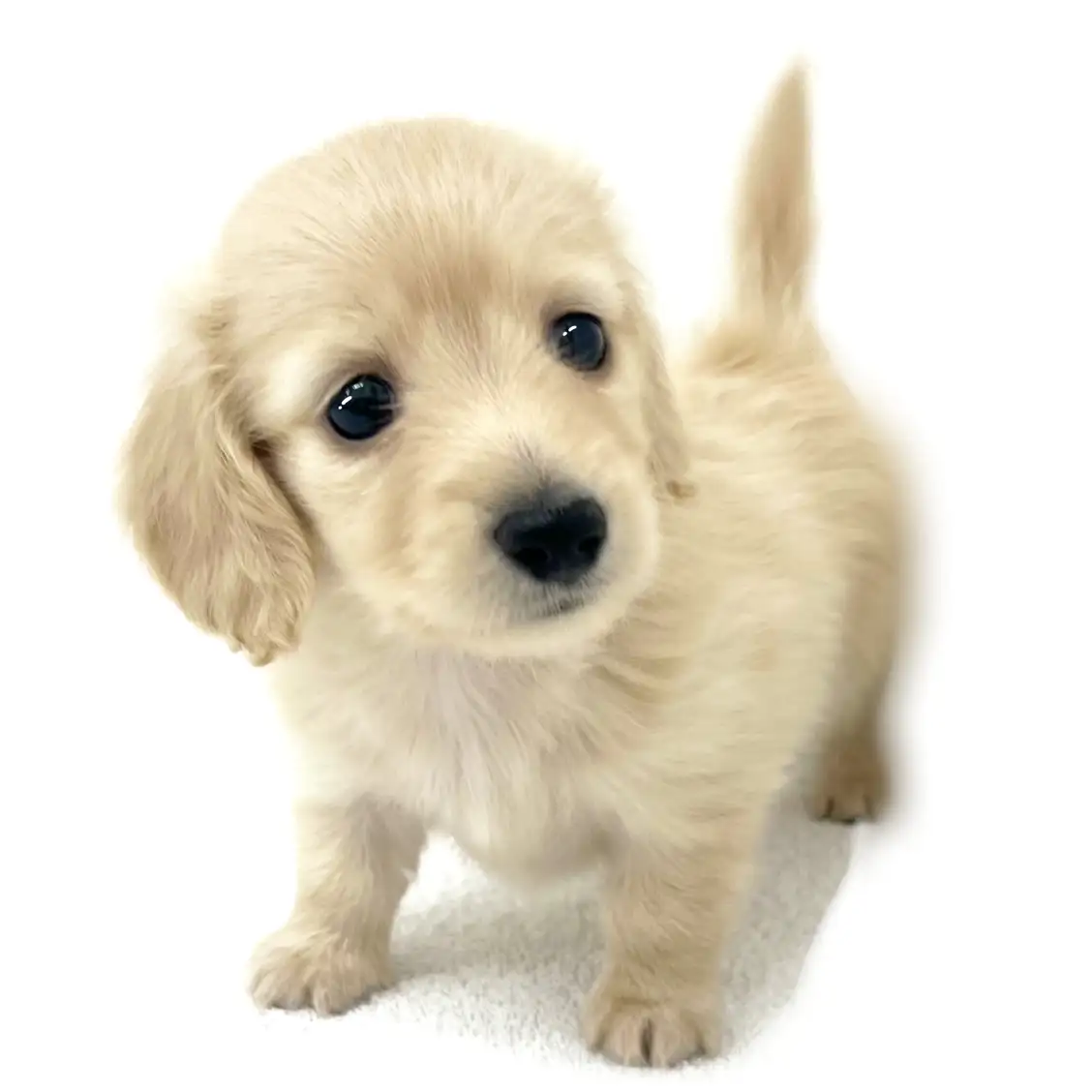 カニンヘン・ダックスフント