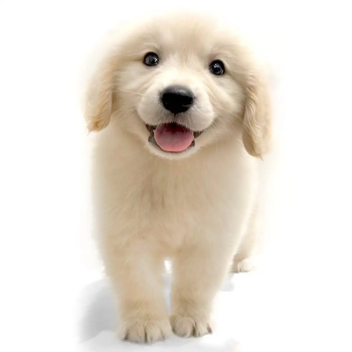 ゴールデンレトリバー