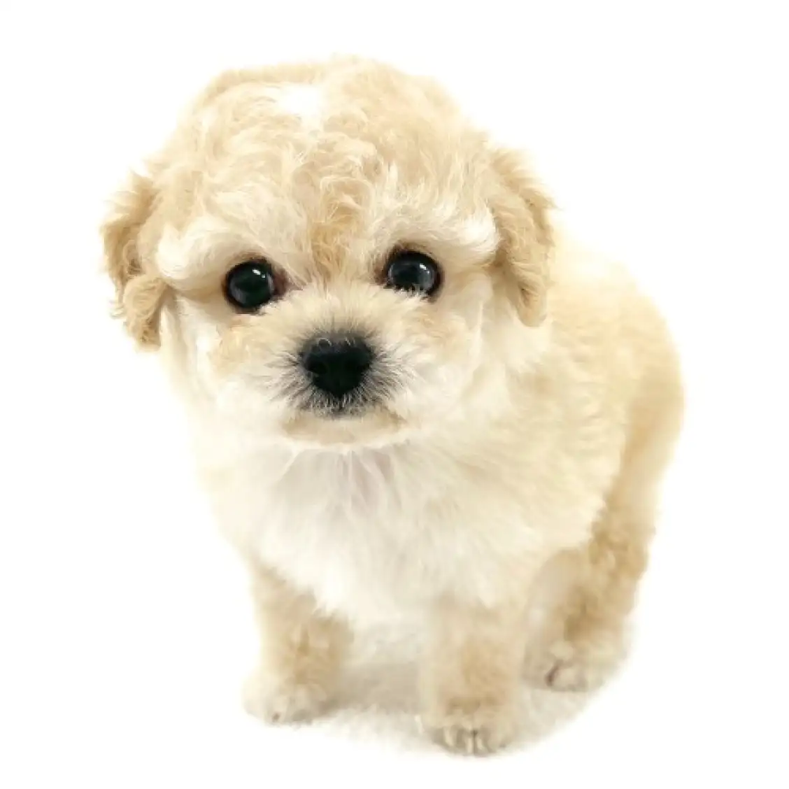 MIX(トイプードル×チワワ)