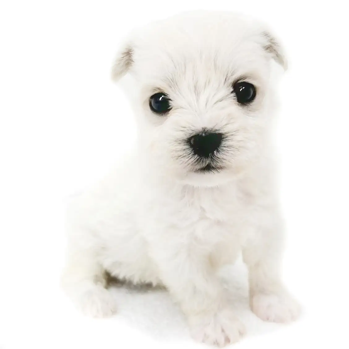 MIX(マルチーズ×ミニチュアシュナウザー)