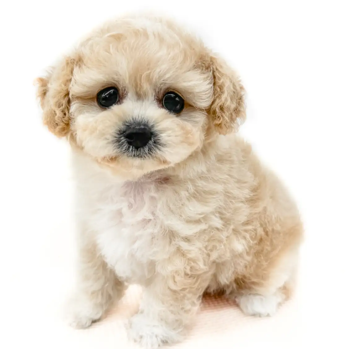 MIX(トイプードル×チワワ)