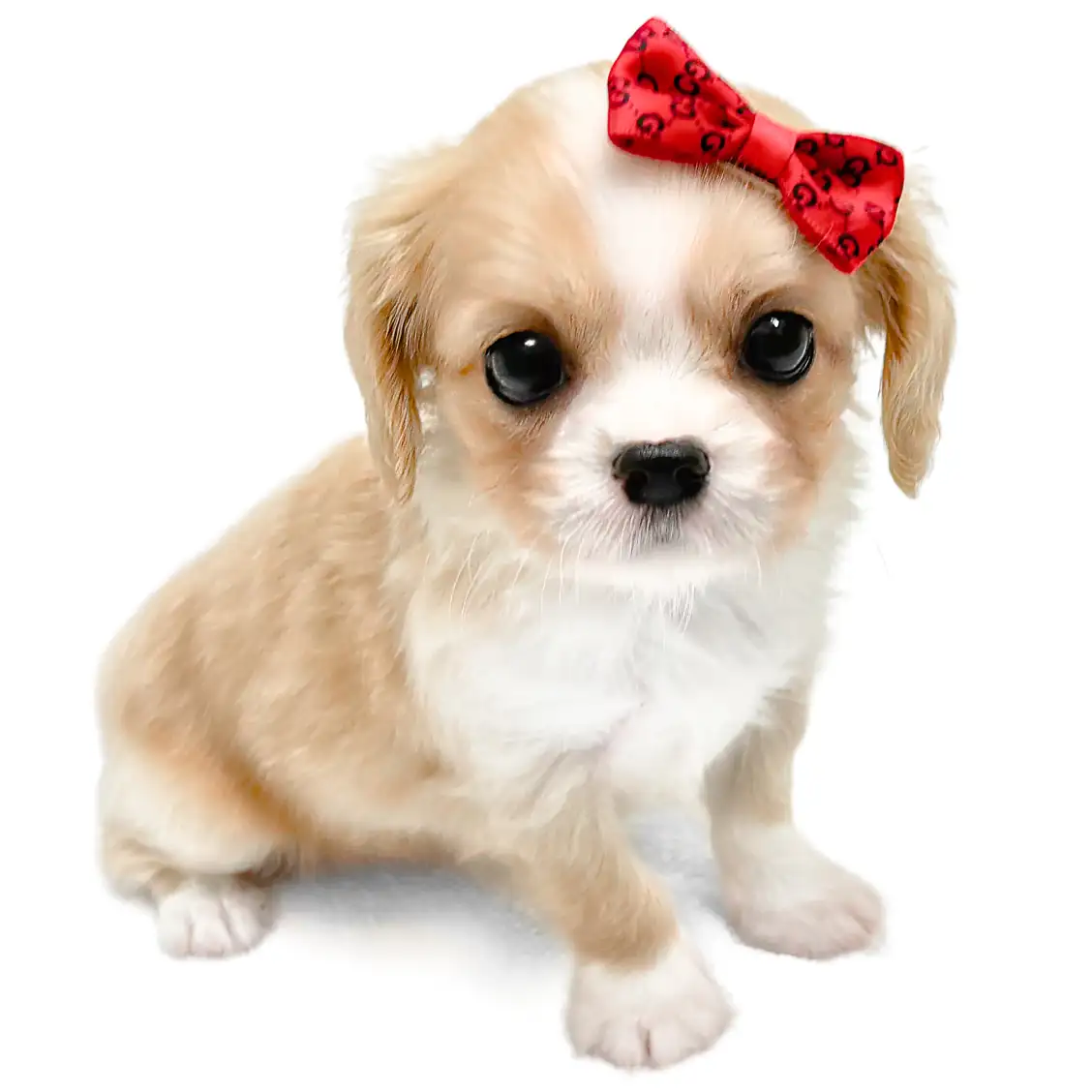 MIX(チワワ×キャバリアキングチャールズスパニエル)