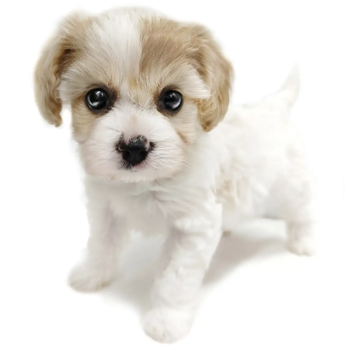 MIX(キャバリアキングチャールズスパニエル×ビションフリーゼ)