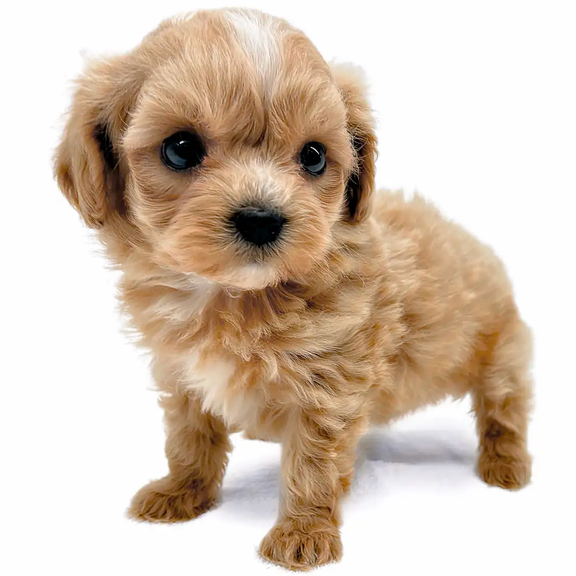 MIX(マルチーズ×トイプードル)