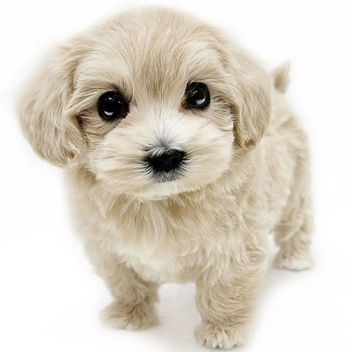 MIX(マルチーズ×トイプードル)