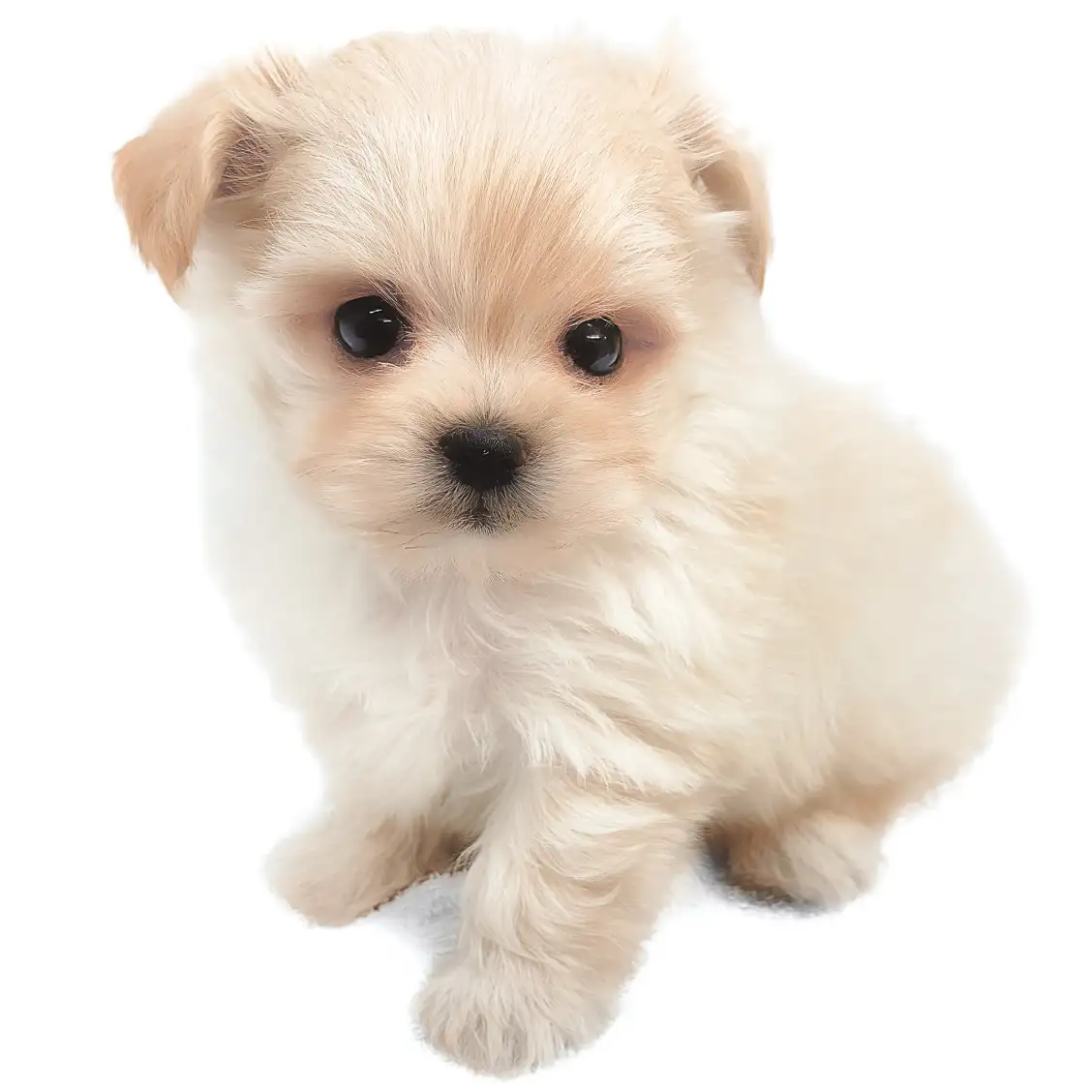 MIX(トイプードル×マルチーズ)