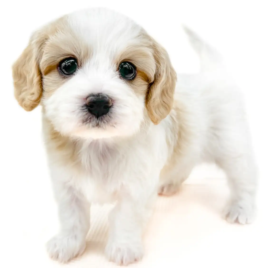 MIX(キャバリアキングチャールズスパニエル×ビションフリーゼ)