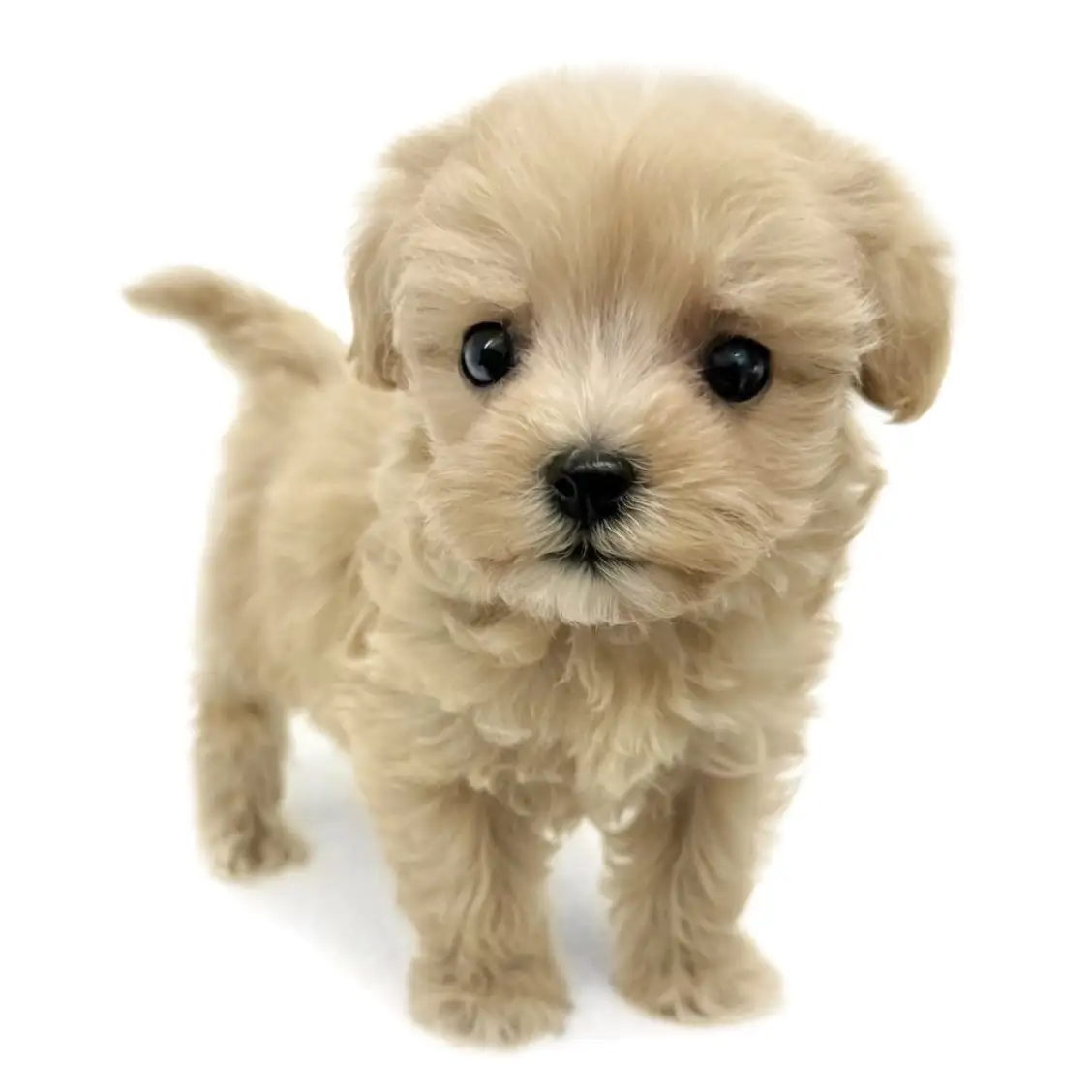 MIX(マルチーズ×トイプードル)