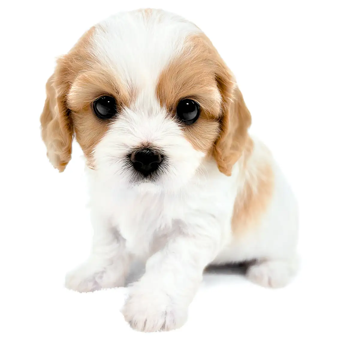 MIX(キャバリアキングチャールズスパニエル×ビションフリーゼ)