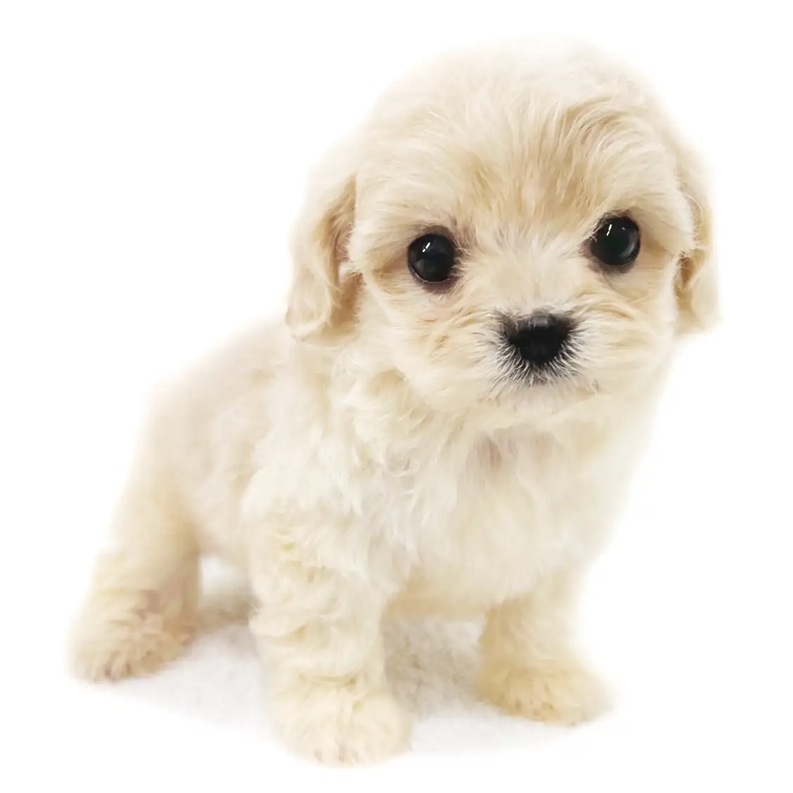 MIX(トイプードル×マルチーズ)