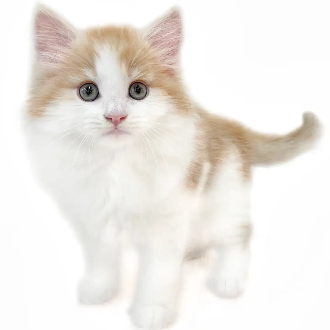 ノルウェージャンフォレストキャット