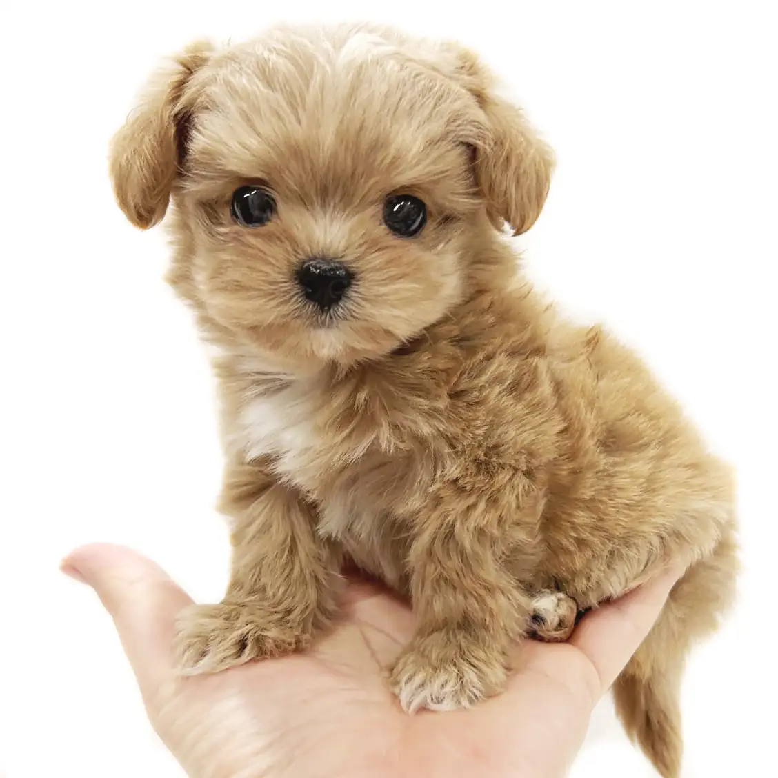 MIX(トイプードル×チワワ)