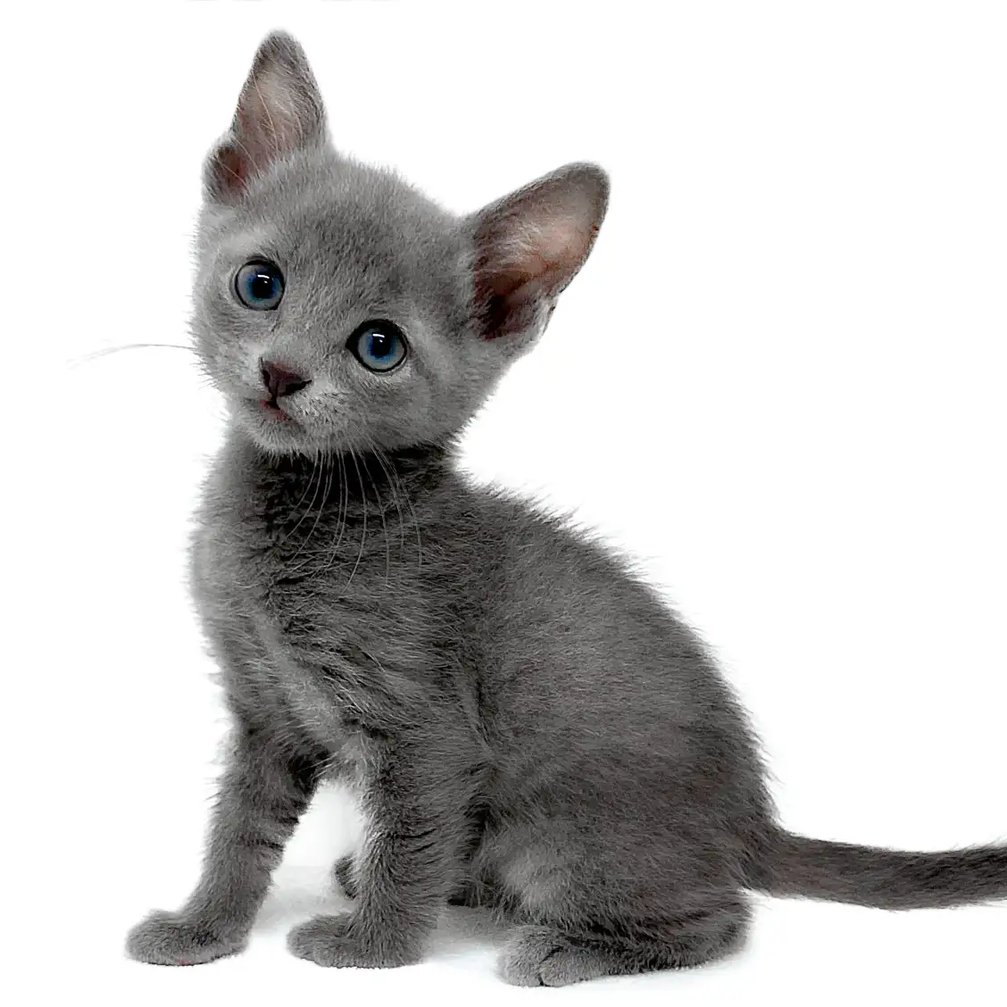 ロシアンブルー