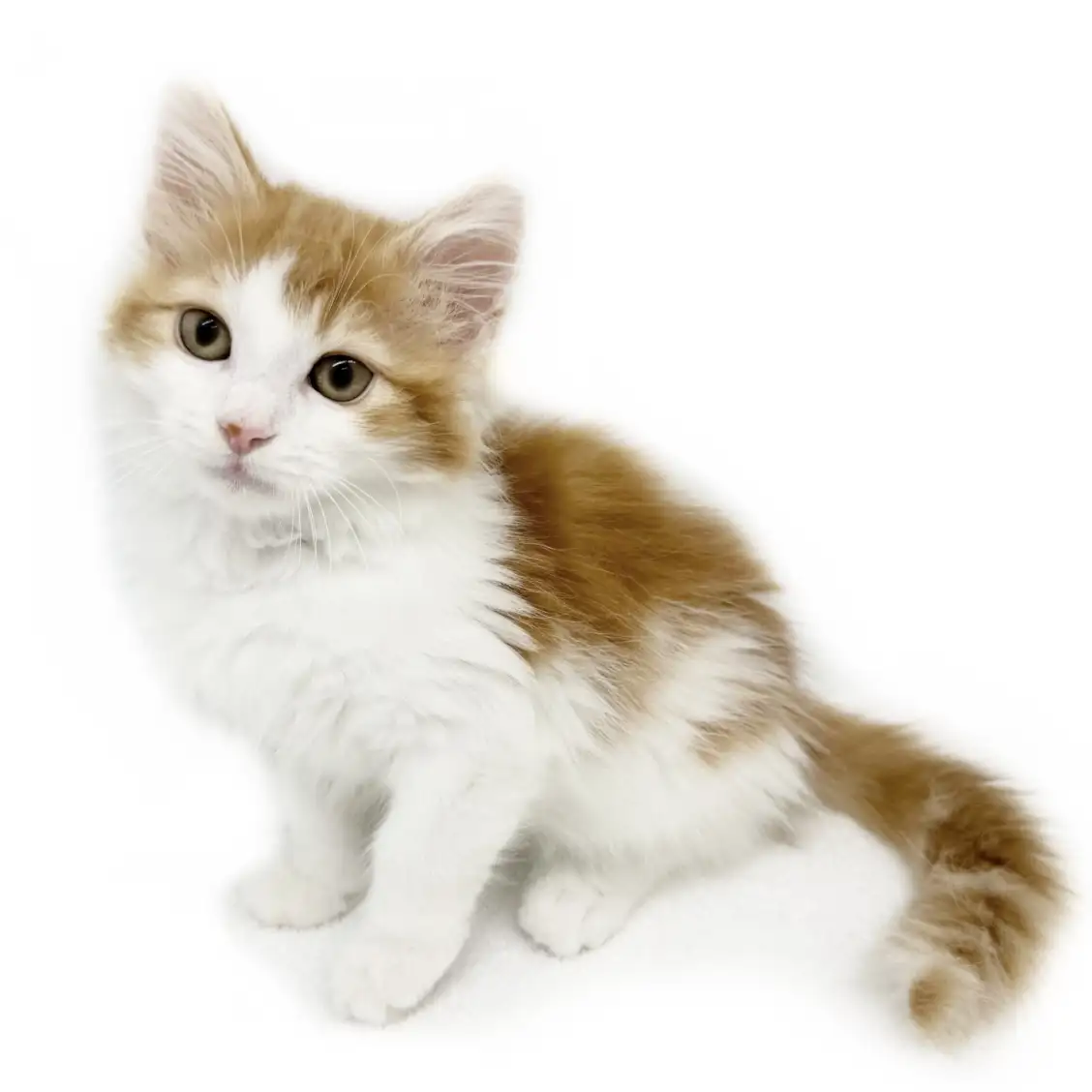 ノルウェージャンフォレストキャット