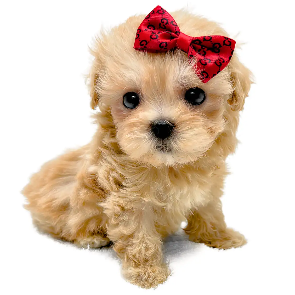 MIX(マルチーズ×トイプードル)