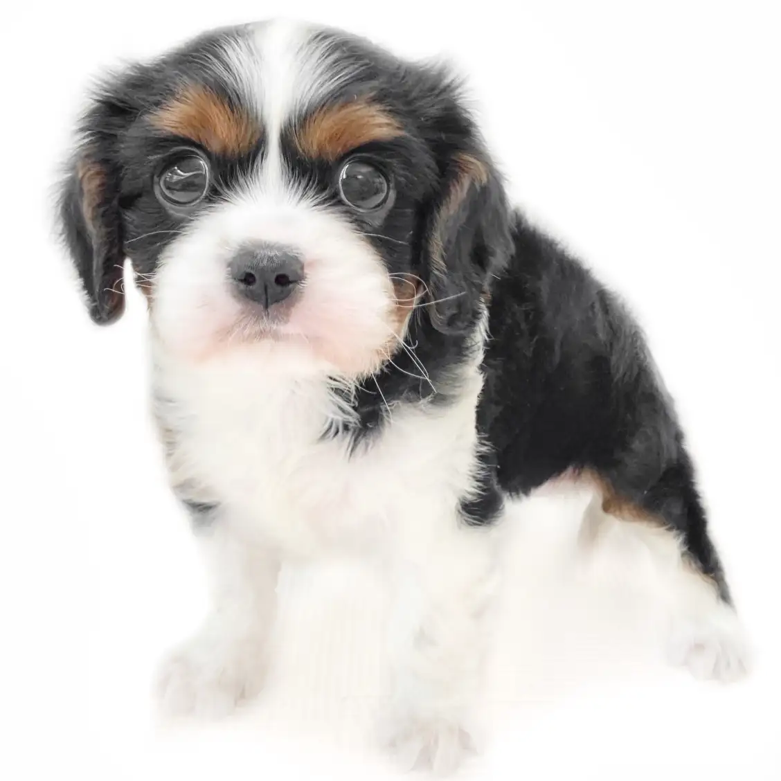 キャバリア・キングチャールズ・スパニエル