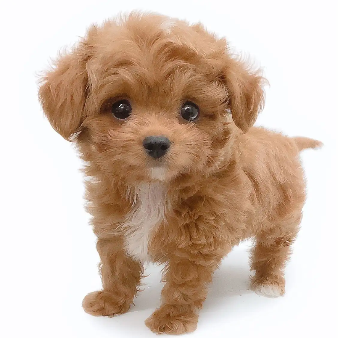 MIX(チワワ×トイプードル)