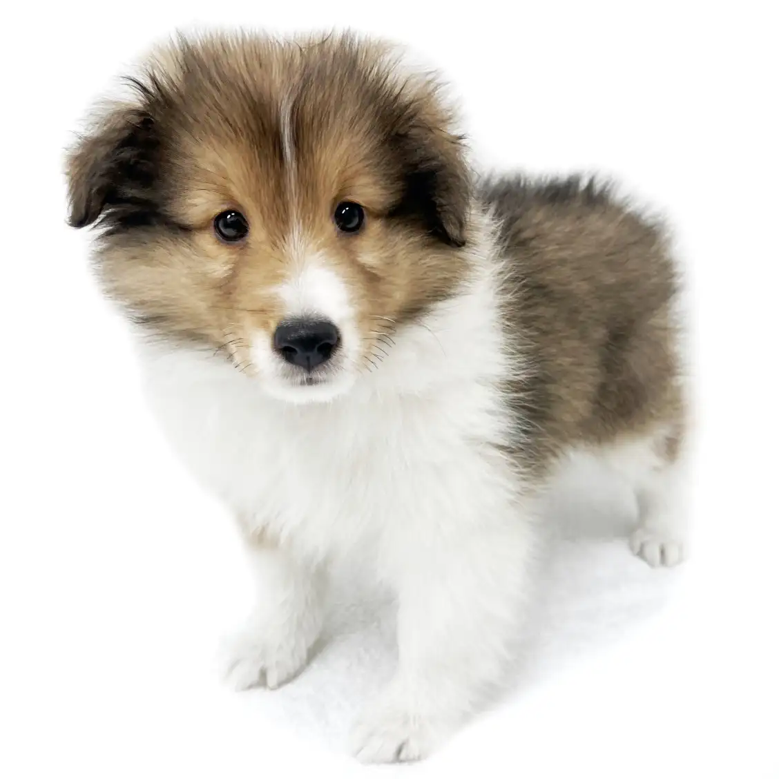 シェットランドシープドッグ