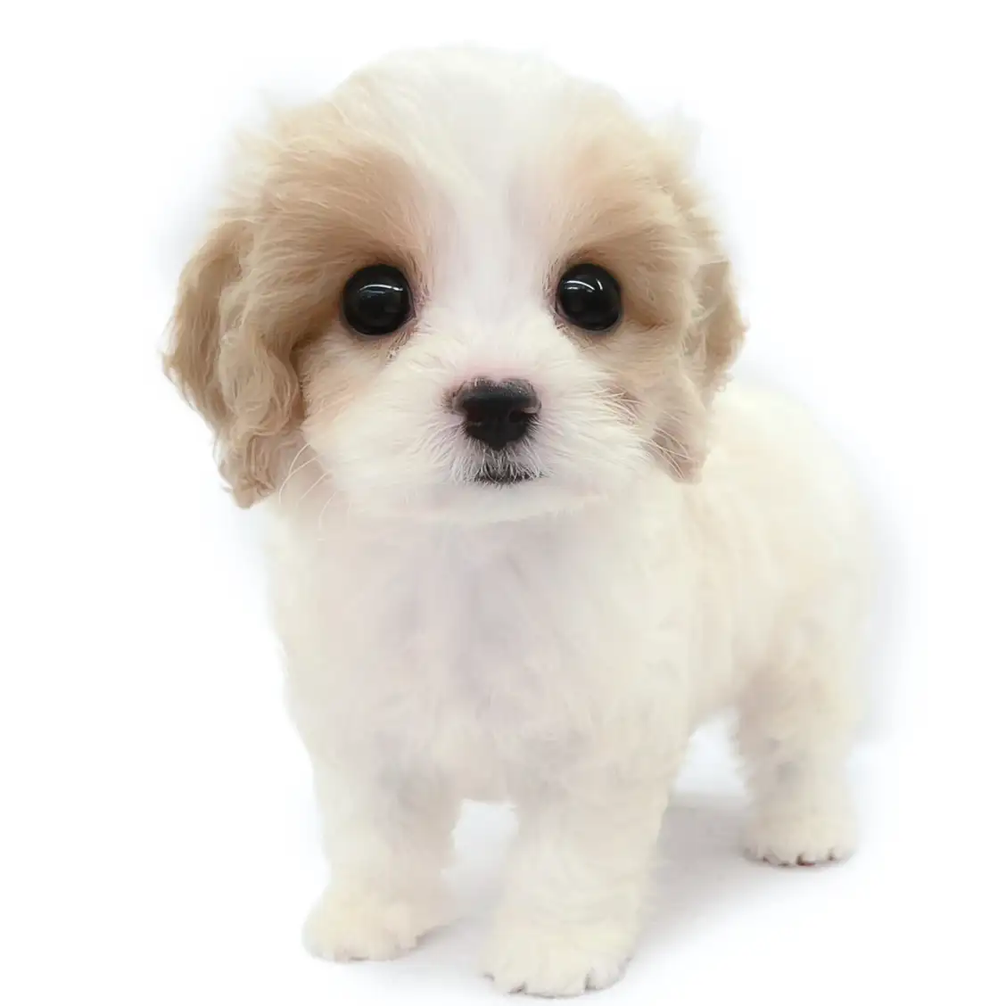 MIX(キャバリアキングチャールズスパニエル×ビションフリーゼ)